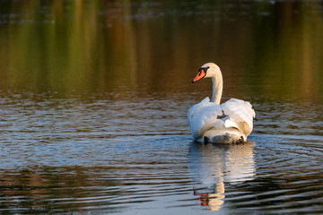 View of mute swan or Cygnus olor floats on water