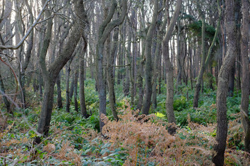 Junger Wald ohne Blätter im Herbst