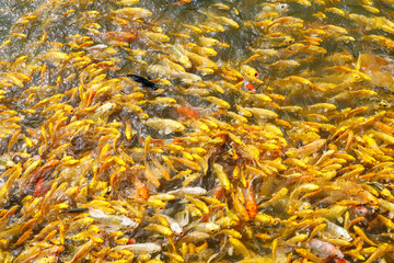 black carp fish in group gold carp fish in the water is beautiful