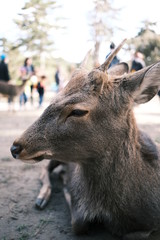 Fototapeta premium Wild deer in Nara Park in Japan. Deer are symbol of Nara's greatest tourist attraction. On background
