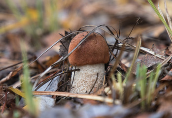 Mushroom