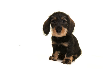 Sitting miniture dachshund puppy sitting looking at the camera isolated on a white background