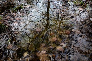 Reflection in winter woodland