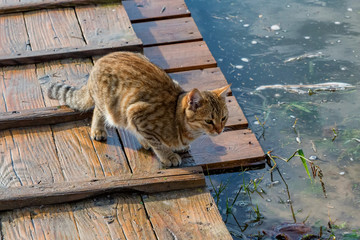 Curious stary tabby cat sits near water