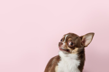 Cute brown mexican chihuahua dog isolated on light pink background. Outraged, unhappy dog looks left. Copy Space - 310462194
