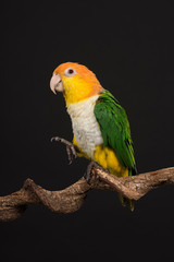Single caique bird looking at the side on a black background