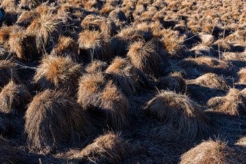 View of tussock field with hillocks in autumn