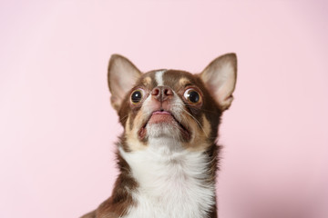 Shocked brown mexican chihuahua dog with tongue out isolated on light pink background. Dog looks up. Copy Space