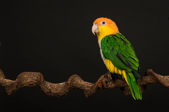 Single caique bird looking to the side on a black background