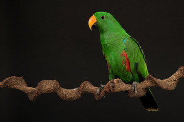 Male green eclectus parrot bird on a black background
