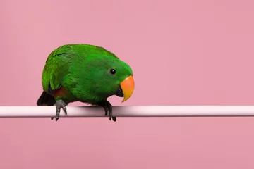 Stoff pro Meter Male green eclectus parrot on a pink background with space for copy © Elles Rijsdijk