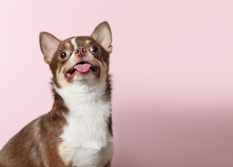 Happy brown mexican chihuahua dog with tongue out isolated on light pink background. Dog looks up. Copy Space