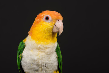 Obraz premium Portrait of a caique bird seen from the front on a black background
