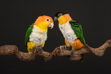 Two caique birds looking at each other on a black background