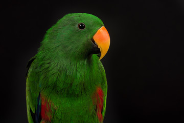 Portrait of a male green eclectus parrot bird on a black background