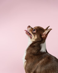 Cute brown mexican chihuahua dog on pink background. Dog looks left. Copy Space
