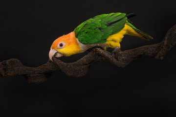 Single caique bird looking to the side on a black background