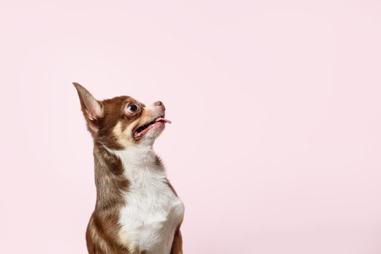 Cute brown mexican chihuahua dog on pink background. Beggar dog looks at right. Copy Space