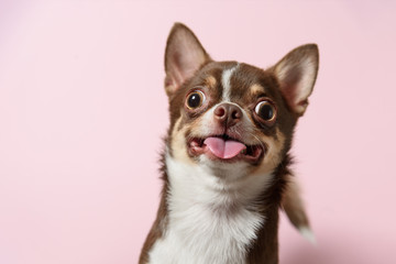 Cute brown mexican chihuahua dog with tongue out isolated on pink background. Dog looking to camera. Copy Space - 310462902