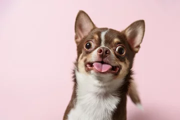 Fotobehang Cute brown mexican chihuahua dog with tongue out isolated on pink background. Dog looking to camera. Copy Space © Iulia