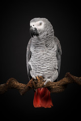 Gabon African grey parrot on a black background with space for copy seen from the back in a...