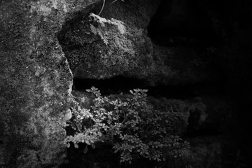 black and white with high key photography,