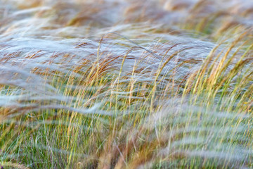 Silver feather grass swaying in wind in steppe