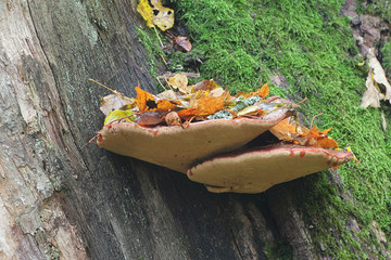Fistulina hepatica, known as beefsteak fungus, beefsteak polypore, ox tongue, or tongue mushroom,...