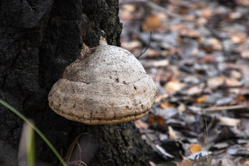 Mushroom