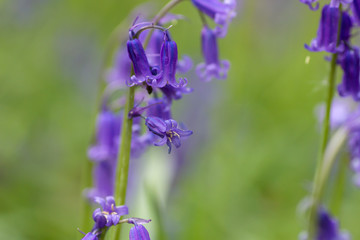 Fototapeta na wymiar Hyacinthoides non-scripta blue flowers close up
