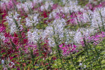 Close up pink Cleome hassleriana flower or spider flower in a garden.Commonly known as spider plant, pink queen, or Grandfather's Whiskers.Selective focus white and pink spider flowers.