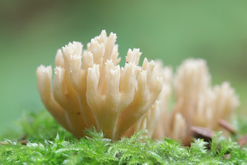 Ramaria eumorpha, a coral fungus from Finland