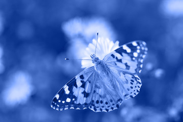 Butterfly on flower in blue color