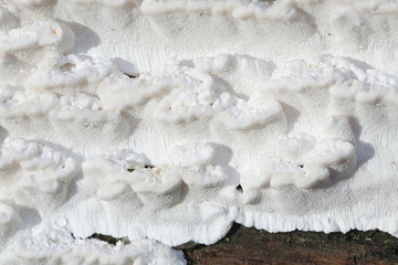Antrodia serialis, known as serried crust, a polypore fungus from Finland