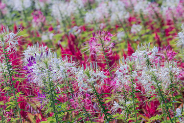 Close up pink Cleome hassleriana flower or spider flower in a garden.Commonly known as spider plant, pink queen, or Grandfather's Whiskers.Selective focus white and pink spider flowers.