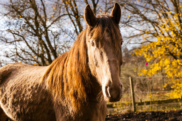 horse face portrait of a brown animal in autumn surroundings