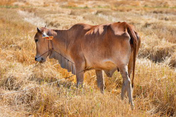 Red cows in the drought field after the harvest season, Thailand Southeast Asia