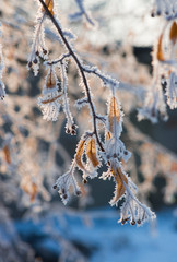 Ukrainian winter weather tales frosted branch ice rime macro photography
