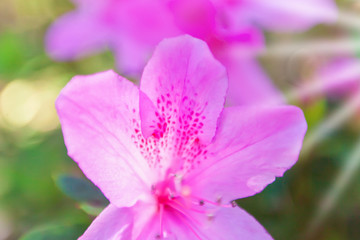 Blooming Rhododendron flowers at sunrise.