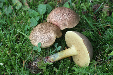 Xerocomellus cisalpinus, formerly considered a form of  Xerocomellus chrysenteron, the red cracking...