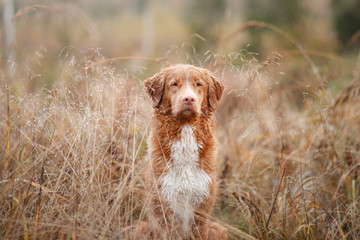 wet dog in the grass. Pet in the rain. Nova Scotia Duck Tolling Retriever in nature