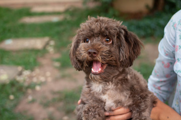 an adorable mahoggani brown poodle puppy portrait