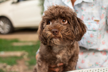 an adorable mahoggani brown poodle puppy portrait