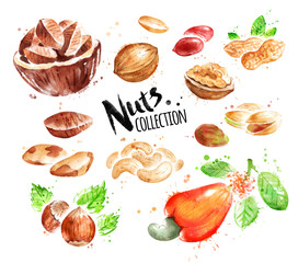 Watercolor collection of nuts