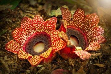 Couple Rafflesia flowers are in bloom on forest ground.