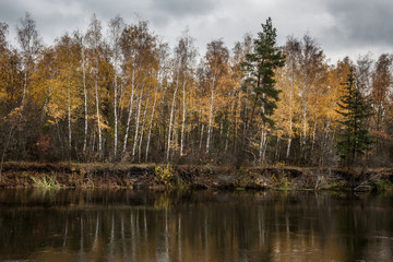 Fototapeta na wymiar Autumn river birch trees reflection