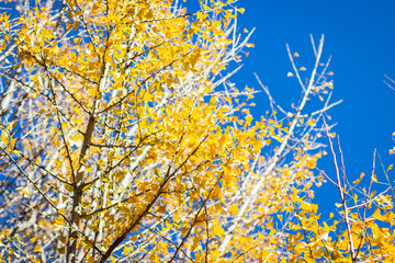 Changed yellow color of Leaves on blue sky background.