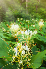 Blooming Ginger Lily flowers in a tropical forest.