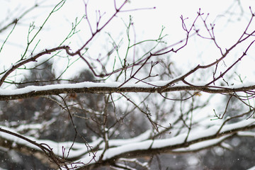 Fototapeta na wymiar Snow fall on the branches.