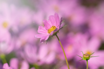 Obraz premium cosmos flowers blooming as nature background